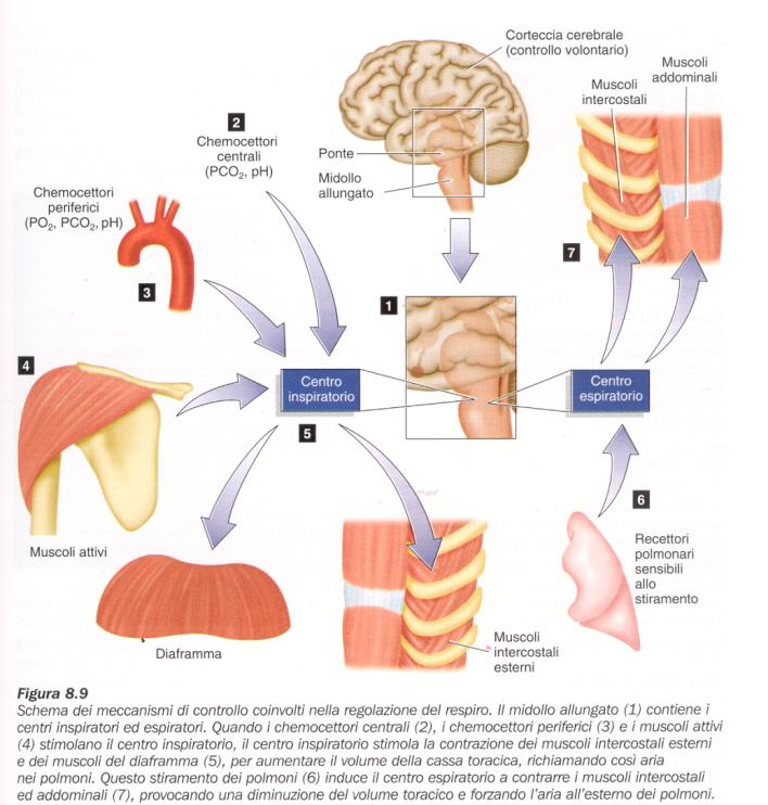 Regolazione della ventilazione polmonare. Centri respiratori nel tronco Dell encefalo, attività ritmica. Stabiliscono la frequenza e la profondità del respiro.