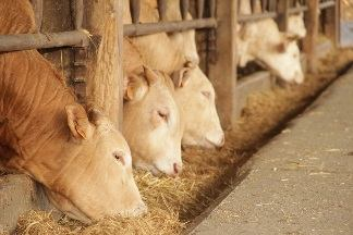 Nuovi Progetti Progetto di ricerca Specmeat Ricerca sul bovino da Carne Formazione tecnica dei nostri collaboratori Formazione in ufficio e in allevamento Obiettivi: Organizzazione di eventi
