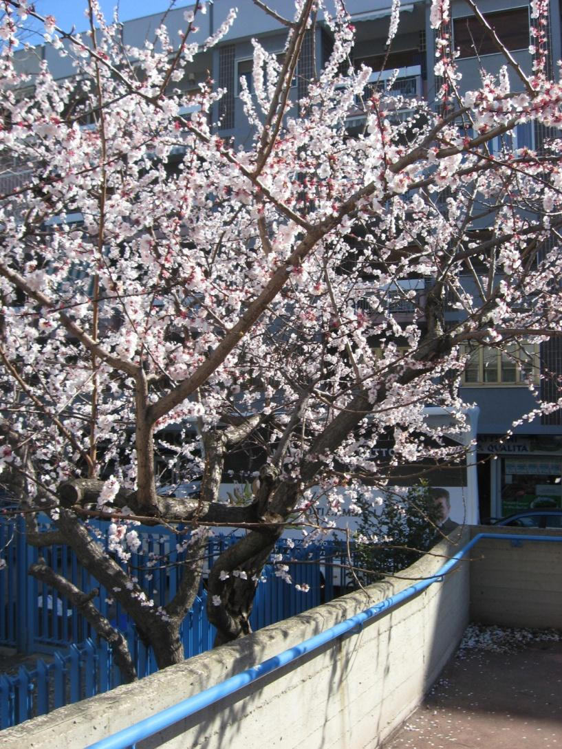 Il nostro albero è ricoperto di piccoli fiori di un tenue colore rosa, quasi