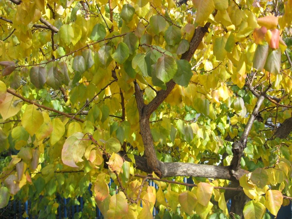 Perché le foglie hanno questi colori?