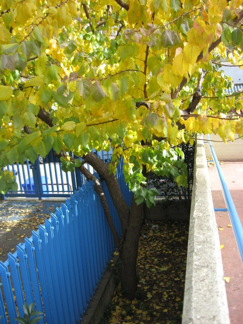 Perché in autunno le foglie cambiano colore?