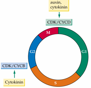 la carenza di auxina provoca l arresto in fase G1 la carenza di citochinine provoca l arresto in fase G2 auxina e citochinine partecipano alla
