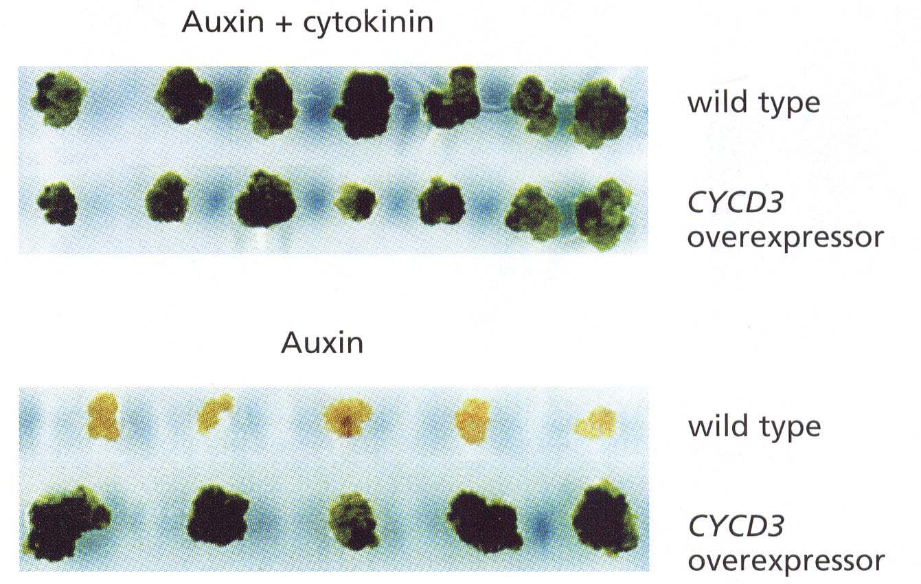 Recentemente è stato dimostrato che le citochinine incrementano l espressione del gene CYCD3 (negli animali le cicline di