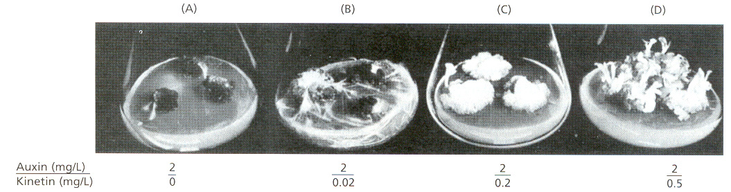 Skoog e Miller 1957: alti livelli di citochinine e bassi libelli di