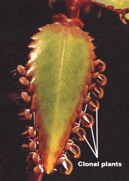 PROPAGAZIONE VEGETATIVA riproduzione asessuale cactus opuntia bigelovii