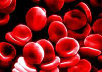 I globuli rossi I globuli rossi (o eritrociti) sono cellule biconcave, prive di