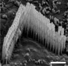 Cellule ciliate esterne Organizzate in triplette e localizzate nell'organo di Corti verso l'esterno rispetto all'asse della chiocciola, queste cellule sono i motori elettromeccanici che amplificano