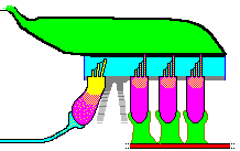 Membrana tectoria La membrana tectoria è una struttura gelatinosa che sovrasta tutto l'organo di Corti.