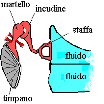 Ossicini Il "trasformatore" meccanico (timpano e catena di tre ossicini: martello, incudine e staffa), provvede a tradurre le vibrazioni sonore raccolte dall'orecchio in variazioni di pressione del