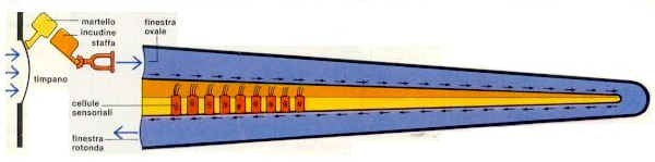 La cavità cocleare srotolata ha la forma di una tromba all'interno della quale sporgono diametralmente due creste ossee che sostengono la membrana basilare ).