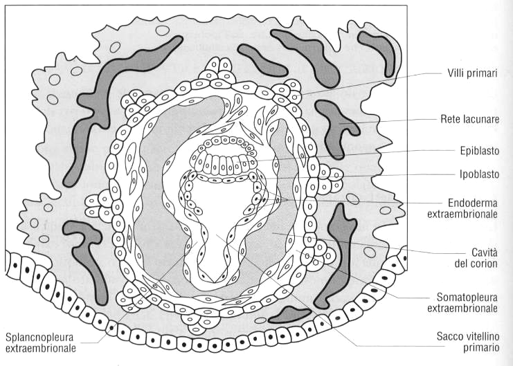 corion Seconda settimana Celoma extraem brionale Peduncolo d attacco o embrionale Giorno 13: formazio ne del corion Si formano: la cavità del corion (celoma