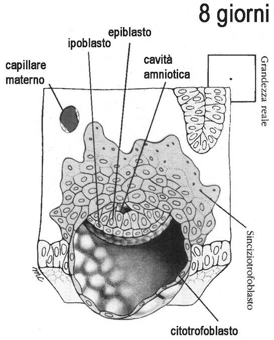 Seconda settimana Formazione dell amnios (giorno 8) amnioblasti Alcune cellule dell epiblasto cominciano