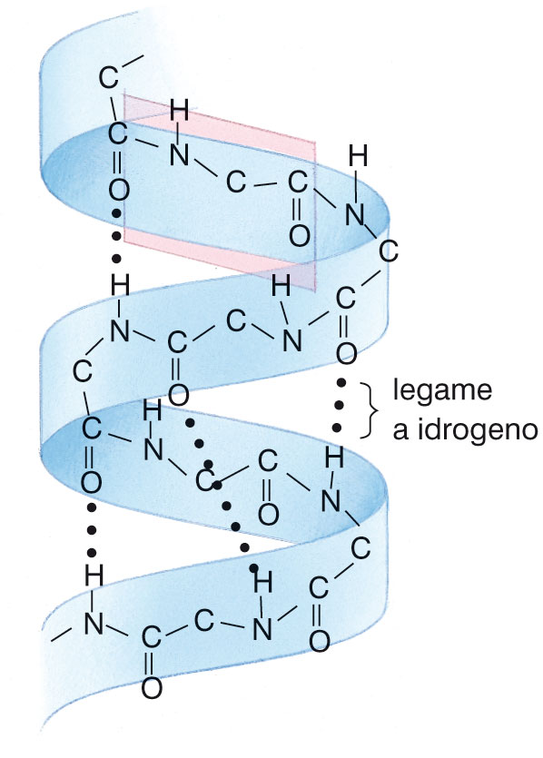 Il legame a idrogeno (III) Nelle proteine, i legami a idrogeno che si stabiliscono fra gli atomi di idrogeno