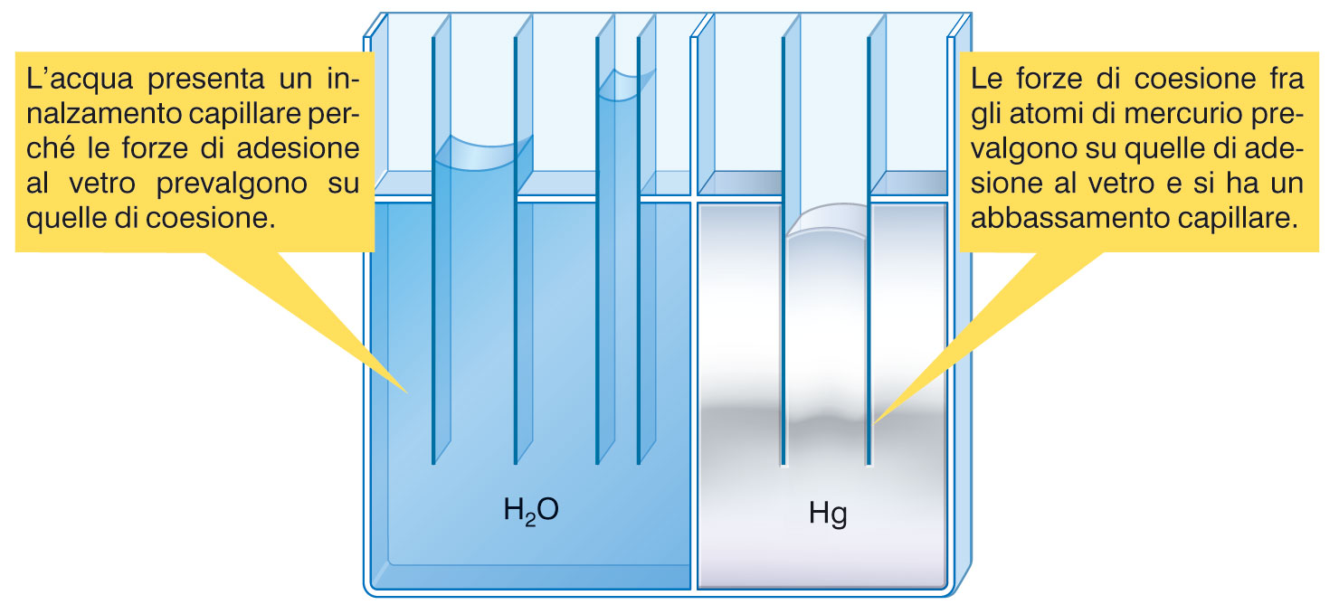 Le proprietà intensive dello stato liquido (IV) La capillarità è un fenomeno che provoca
