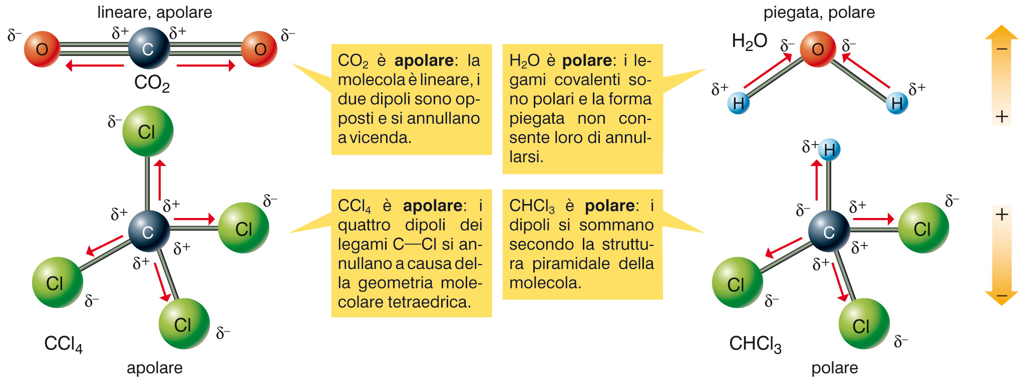 Molecole polari e apolari (I) La polarità di una molecola dipende anche dalla sua