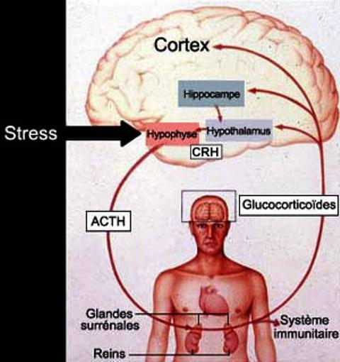 Circuito dello stress Produzione del cortisolo (Asse HPA) e sua