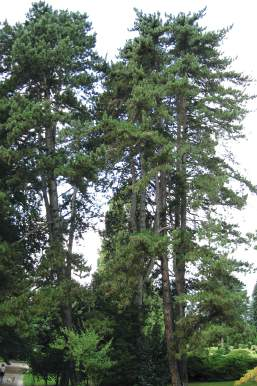 Faggio rosso (Fagus sylvatica purpurea ) Ait. (1) Il faggio varietà Purpurea ha foglie di colore porpora al momento dell emissione e violetto scuro a maturità.