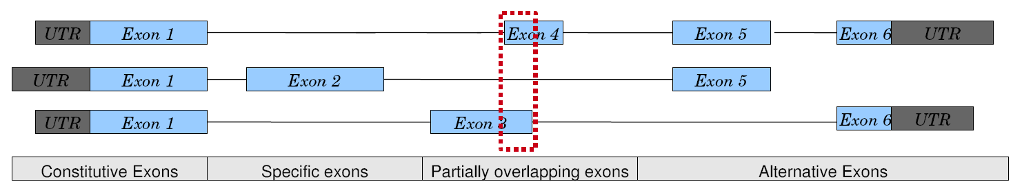 Modello di un gene Si definiscono 4 tipi di esoni in funzione dello splicing: Esoni costitutivi, condivisi da tutte le isoforme; Esoni specifici, propri di una