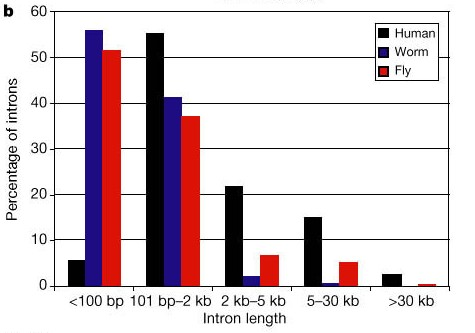 Dimensioni esoni/introni Species Yeast Nematode Fruit fly Chicken Mammals Average exon No. 1 4 4 9 7 Average intron No.