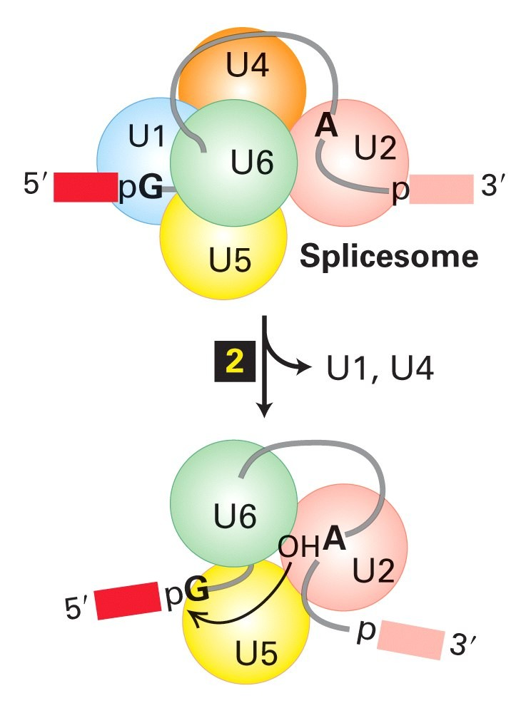 Meccanismo dello splicing Legame dgli snrnp U1 e U2 Riarrangiamento delle