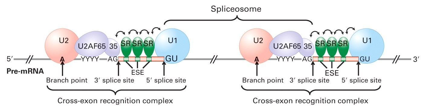 Controllo dello splicing alternativo Lo splicing degli esoni è modulato da: Proteine proteine SR e hnrnps Elementi cis in introni ed esoni splicing enhancers e silencers ESE - Exonic Splicing
