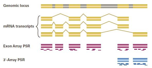 Identificazione di isoforme mediante microarrays