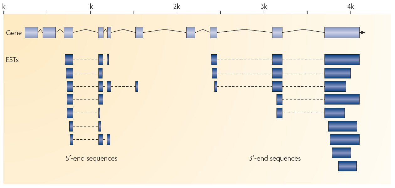 Librerie di ESTs EST = Expressed Sequence Tag Partial cdna sequences created