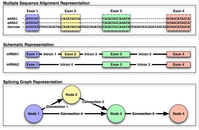 Splicing graphs (Heber, 2002) Nodi: Esoni Archi: Introni Gene: directed acyclic graph Ogni percorso nel DAG descrive un trascritto alternativo
