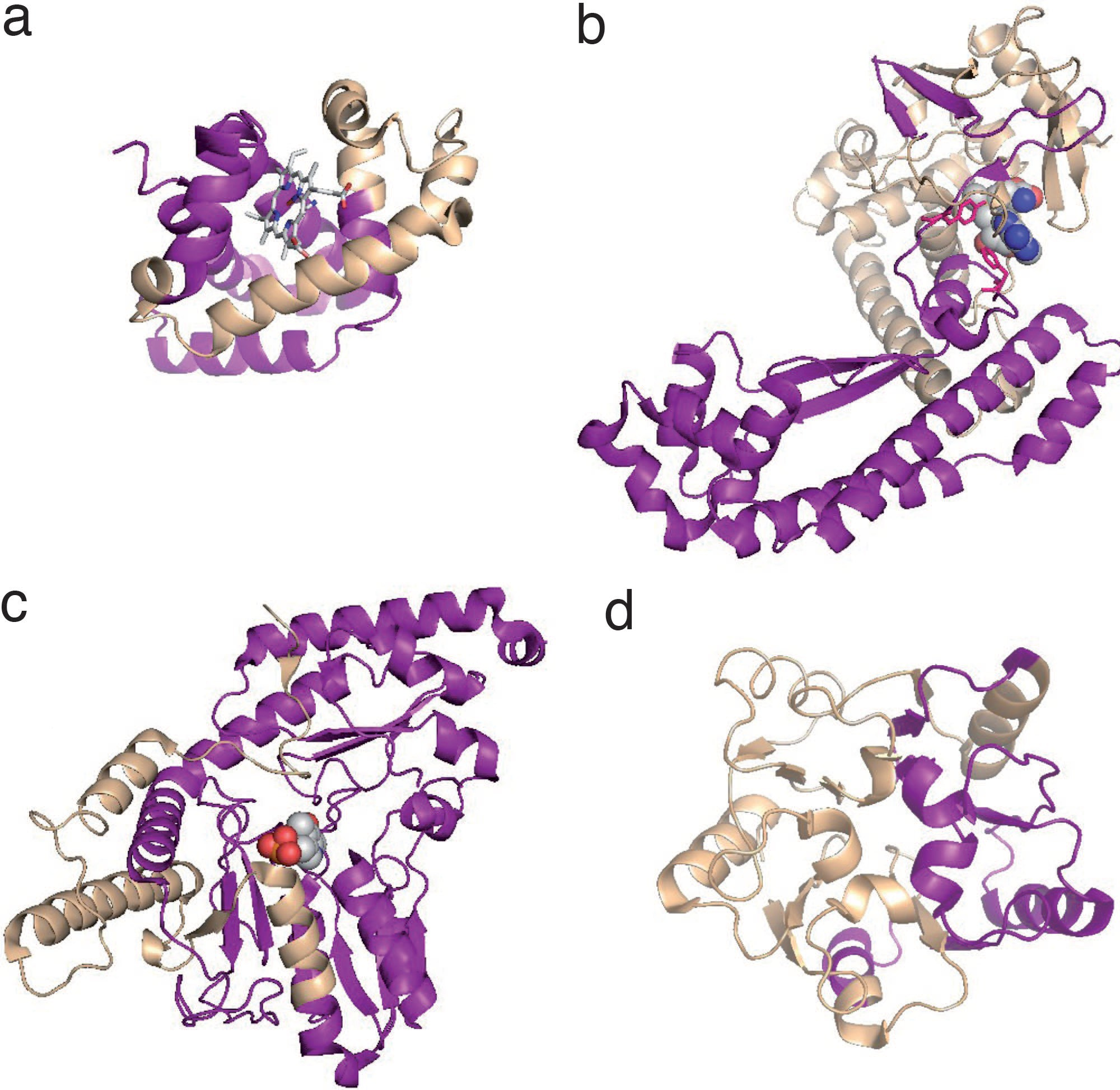 Plausibilità strutturale di varianti di splicing Modelli per omologia di proteine soggette a splicing alternativo; La parte viola indica regioni rimosse da eventi