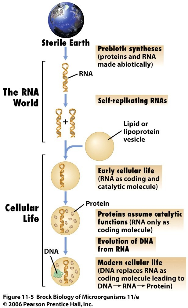 RNA world Proteine: diversità e catalisi DNA: stabilità e