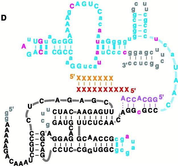 RNA world Nell'ipotesi di un mondo in cui le uniche molecole biologiche erano basate su RNA, è necessario immaginare una molecola di RNA capace di sintetizzare RNA, cioè una RNA polimerasi fatta di