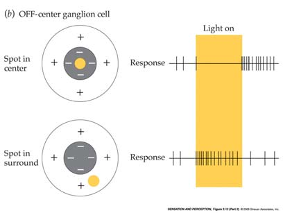 2 2 Retinal Information Processing (cont d) Il percorso verticale: verticalmente le connessioni riguardano i fotorecettori, le cellule bipolari e le cellule gangliari Varie regioni della retina