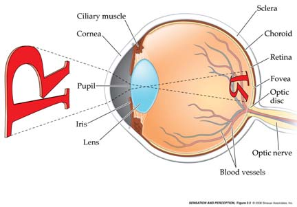 2 Una lente semplice 2 Una lente semplice 2 L immagine retinica è invertita 2 Eyes That See Light L occhio umano è fatto di varie parti: Cornea: La finestra trasprente della sfera oculare Umore