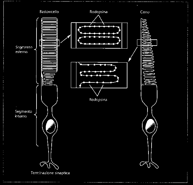 2 La Retina 2 The Retina 2 Eyes That See Light (cont d) Fotorecettori: Cellule nella retina che trasducono l enegia della luce in energia neurale La luce è trasdotta da due tipi di fotorecettori: i