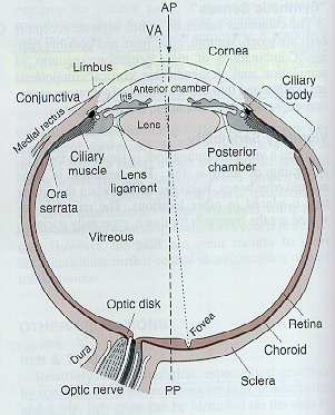 disco ottico entrano vasi ed escono fibre nervose 3 mm medialmente e poco sopra il polo posteriore dell occhio punto cieco macula