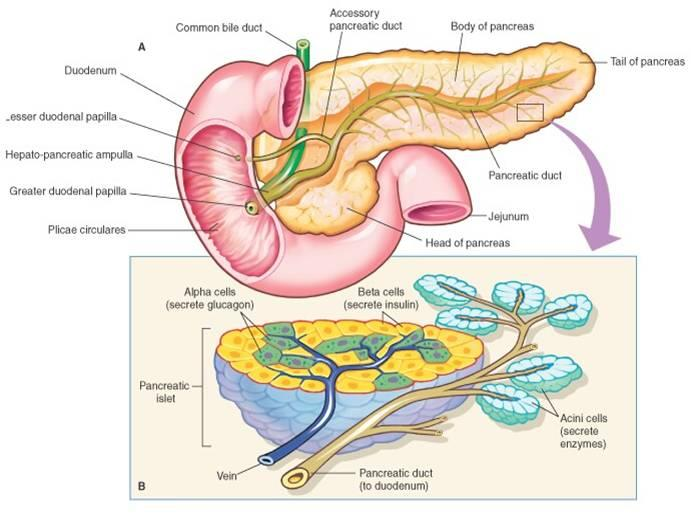 PANCREAS