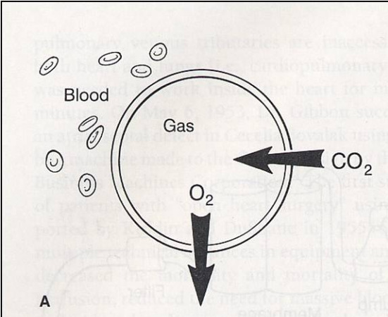 Componenti strutturali OSSIGENATORE A BOLLE L ossigeno viene fatto gorgogliare nel sangue Contatto diretto