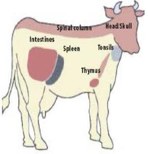 MISURE DI CONTROLLO MATERIALE SPECIFICO A RISCHIO Gli MSR contengono dal 96 al 98% dell agente infettante nell animale con BSE: cervello (60.