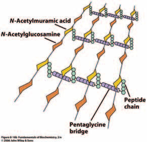 Inibizione irreversibile Peptidoglicani - reticolo di polisaccaridi legati in modo covalente e da catene polipeptidiche -