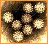 Caratteristiche del virus Famiglia: Papillomaviridae Genere: Papillomavirus Genoma: dsdna, circolare, 8.