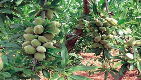 MANDORLO (Prunus amygdalus) La mandorla è il seme commestibile del mandorlo, una pianta alta fino a 10 metri