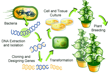 TRASFORMAZIONE GENETICA DI CELLULE DI MESOFILLO FOGLIARE DI SPINACIO PLASMIDE RICOMBINANTE GIA