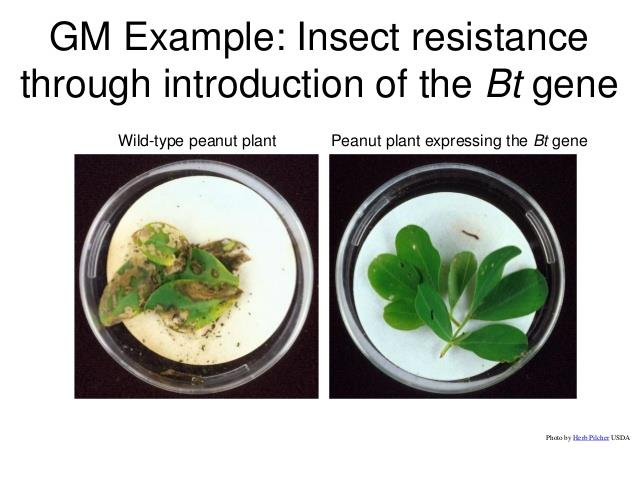 Esempio di OGM vegetale (pianta transgenica) dotato di resistenza a insetti dannosi ottenuto mediante inserimento del gene Bt foglie di arachide