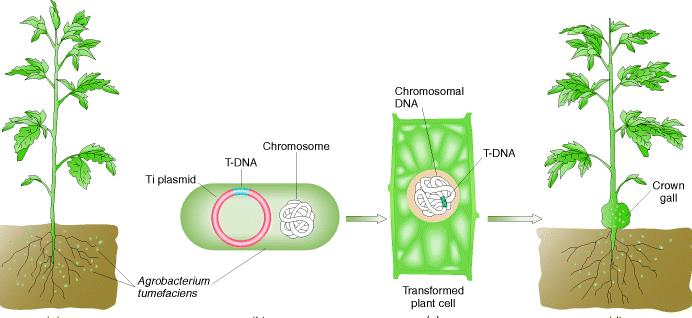 Agrobacterium tumefaciens: un sistema di