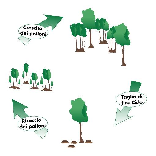 I boschi dell Umbria La superficie forestale è in continua espansione: 44% (in Italia 29%) 371.