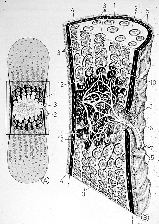 Ingresso di vasi dal periostio entro la ECM cartilaginea calcificata I vasi del pericondrio invadono il centro primario portando con sé condroclasti, cellule