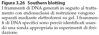 Dal Volume: La Cellula, un approccio