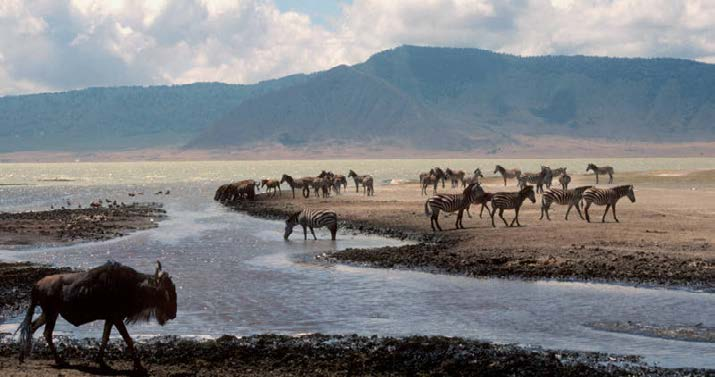 Cratere di Ngorongoro Il cratere di Ngorongoro si trova a 2200 metri sul livello del mare, misura oltre 16 chilometri di diametro e occupa in totale un area di circa 265 chilometri quadrati.