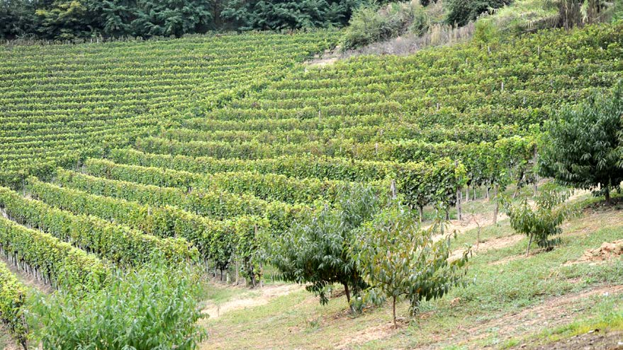 «PODERI VAIOT, LE SEI PERLE DEL ROERO» Vaiot, un nome che si perde nella storia del Roero.