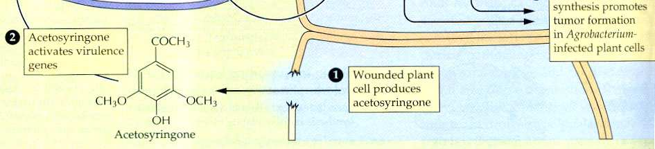 1 ferita produzione acetosiringone 2 acetosiringone adescante chemiotattico attivatore trascrizione geni Vir 3 proteine Vir